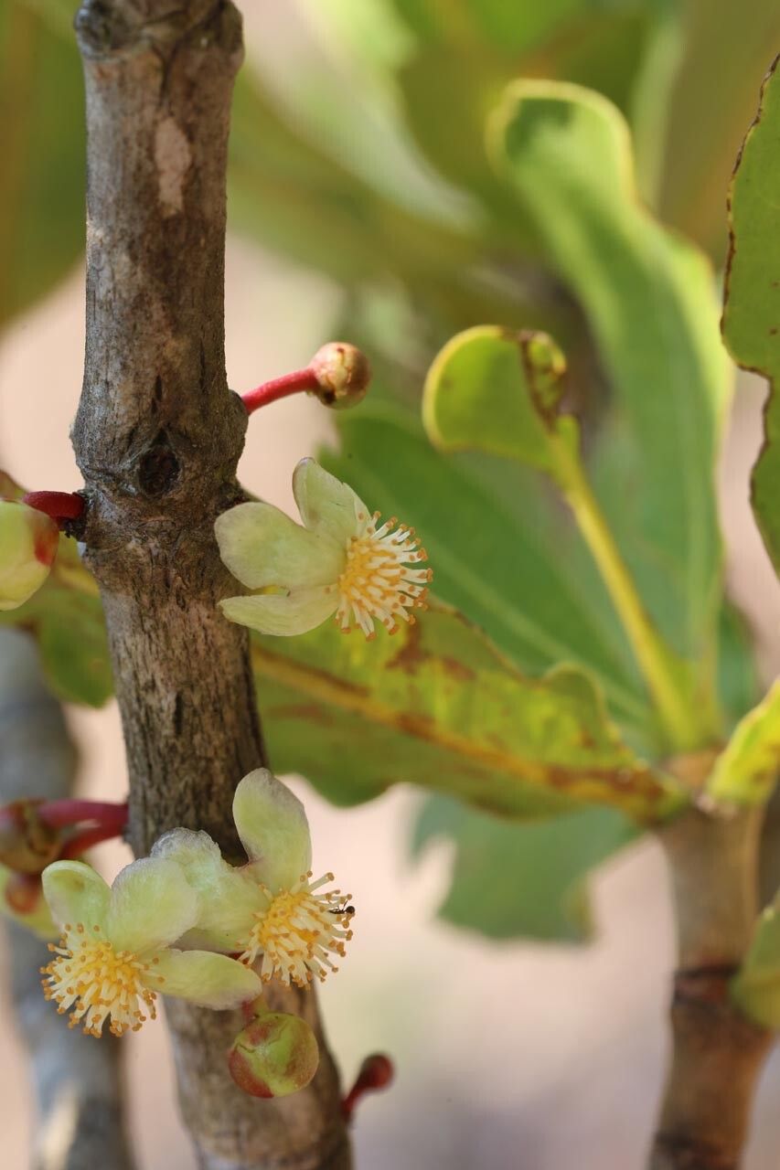Garcinia pachyclada flower