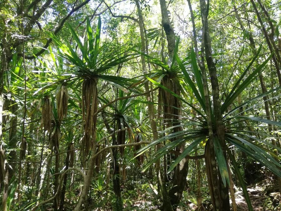 Pandanus purpurascens habit