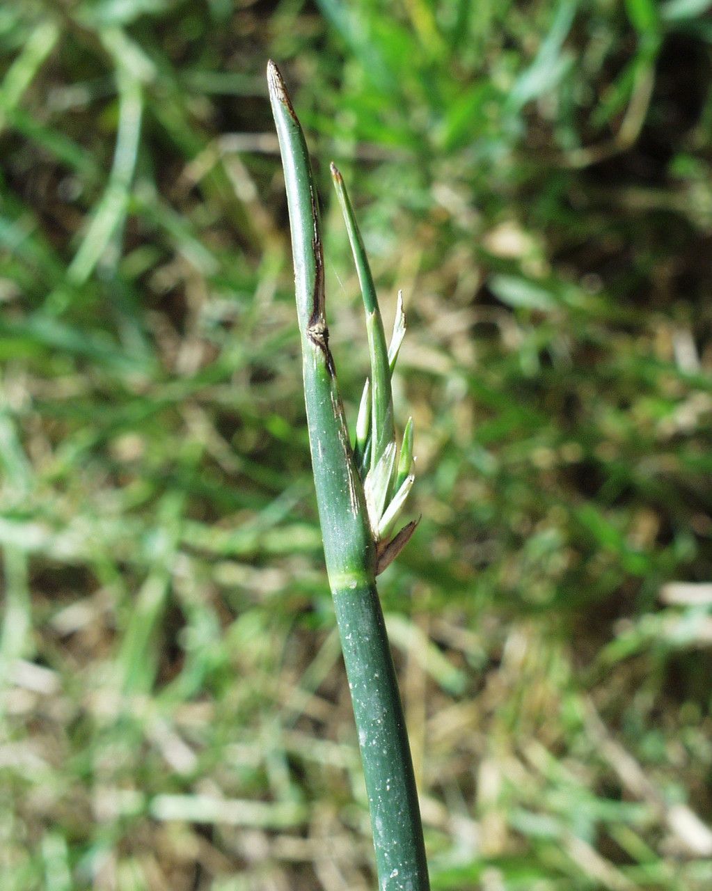Schoenoplectus corymbosus bark