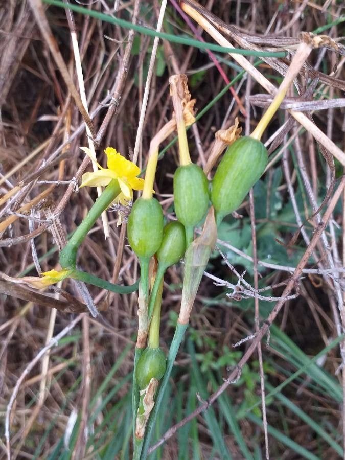 Narcissus assoanus fruit