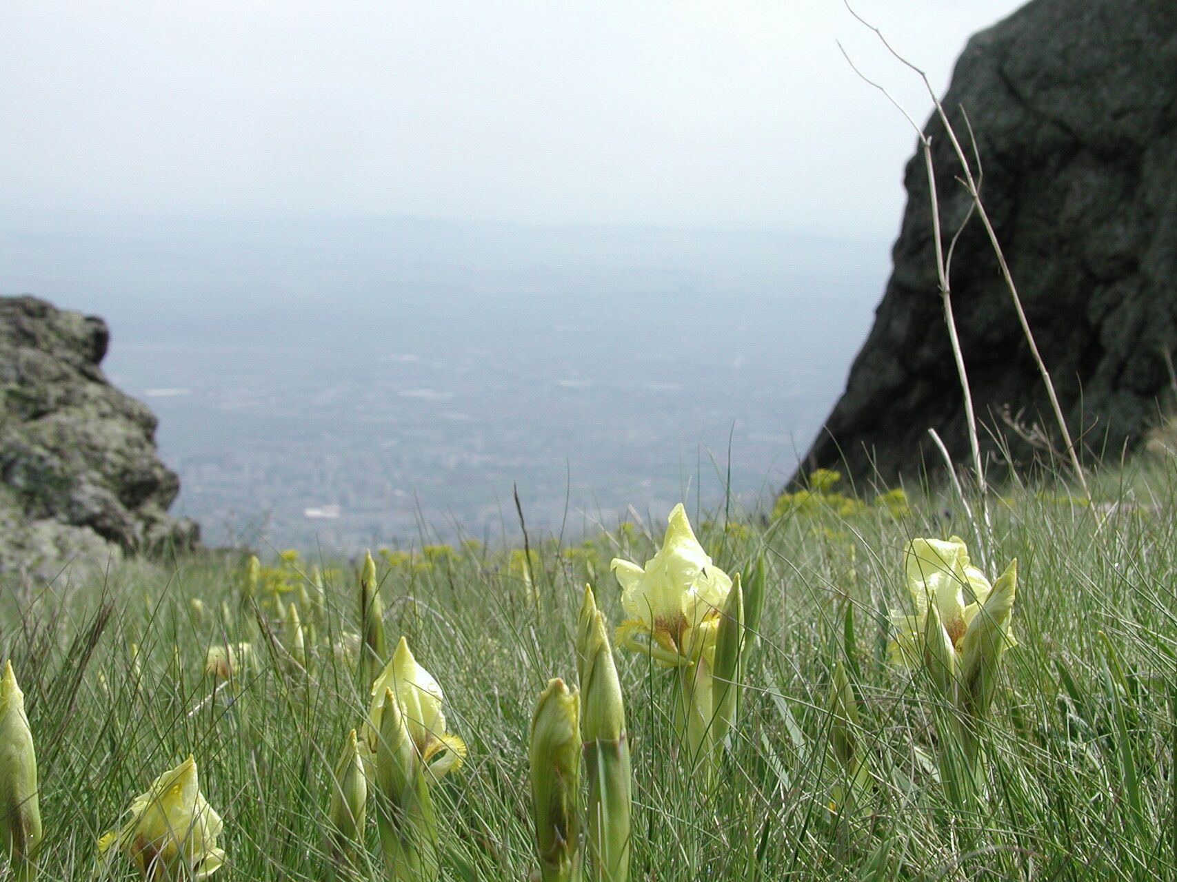 Iris reichenbachii habit