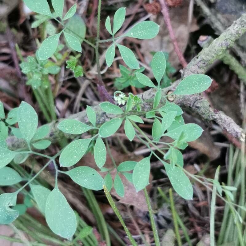 Ceratocapnos claviculata bark