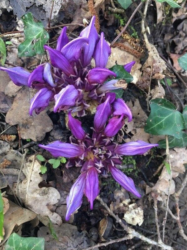 Lathraea clandestina flower