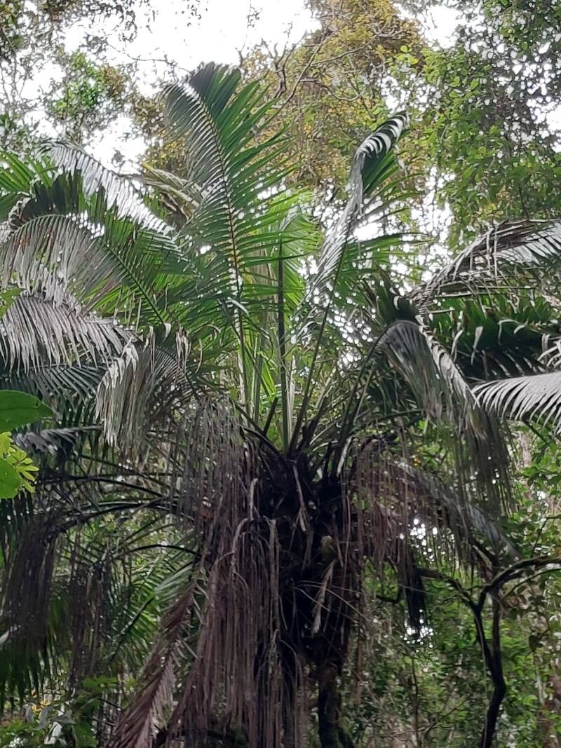 Dypsis utilis — search result for 'Dypsis'