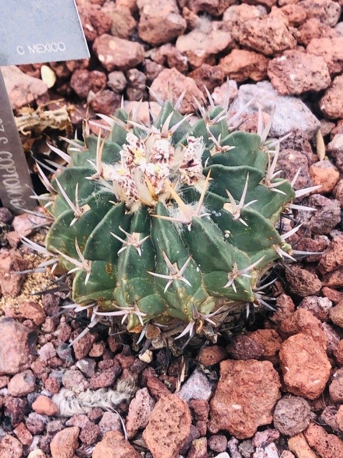 Stenocactus coptonogonus — related species from the same genus