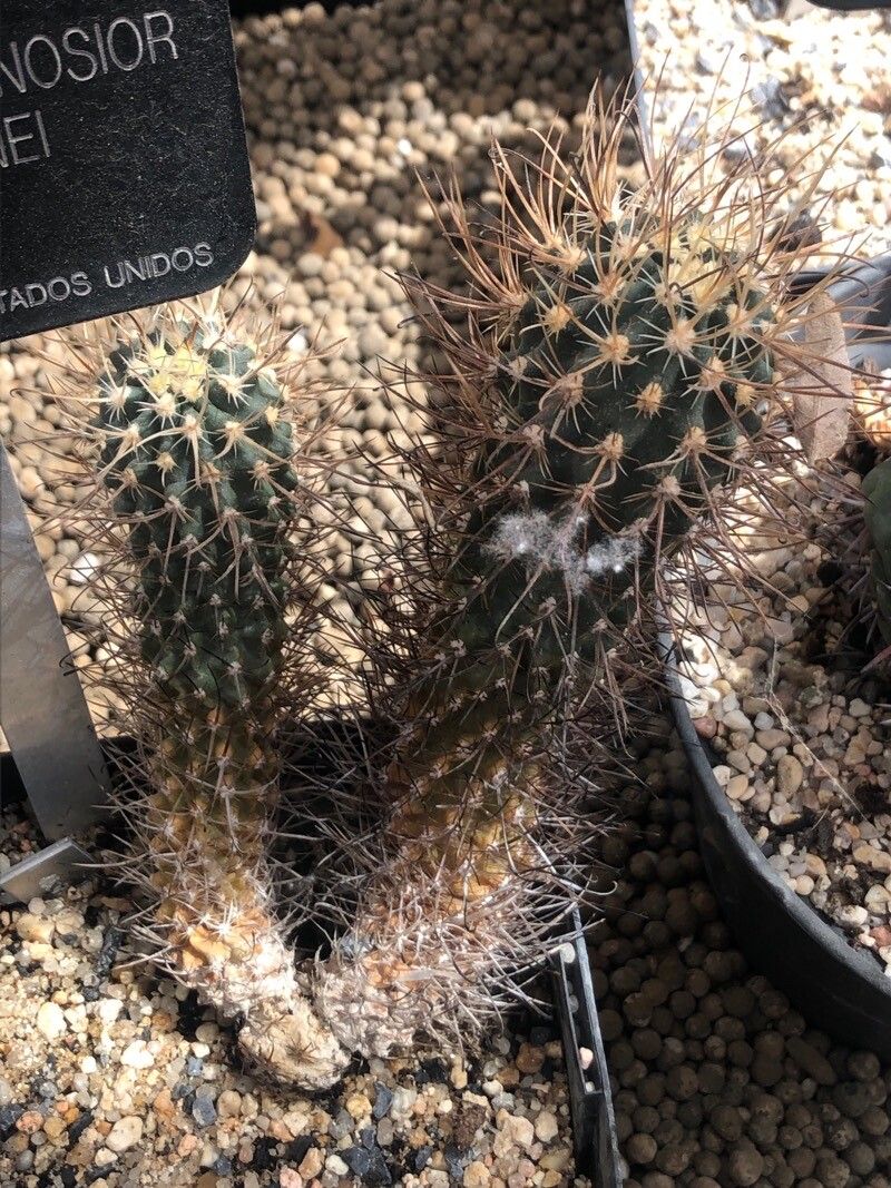 Sclerocactus spinosior — houseplant care guide