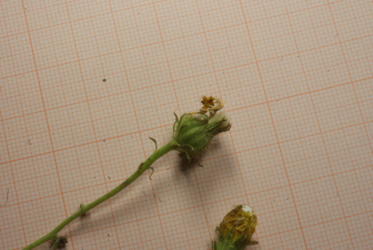 Picris cupuligera flower