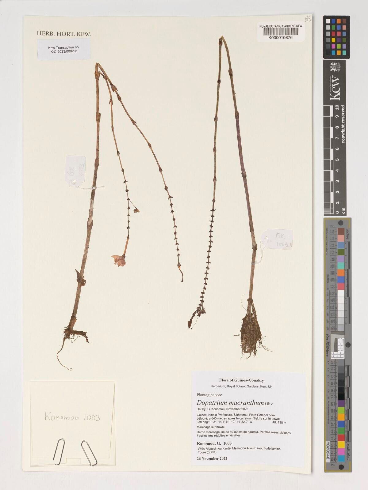 Dopatrium macranthum — related species from the same genus