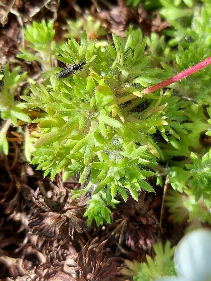Saxifraga hariotii — search result for 'Saxifraga'