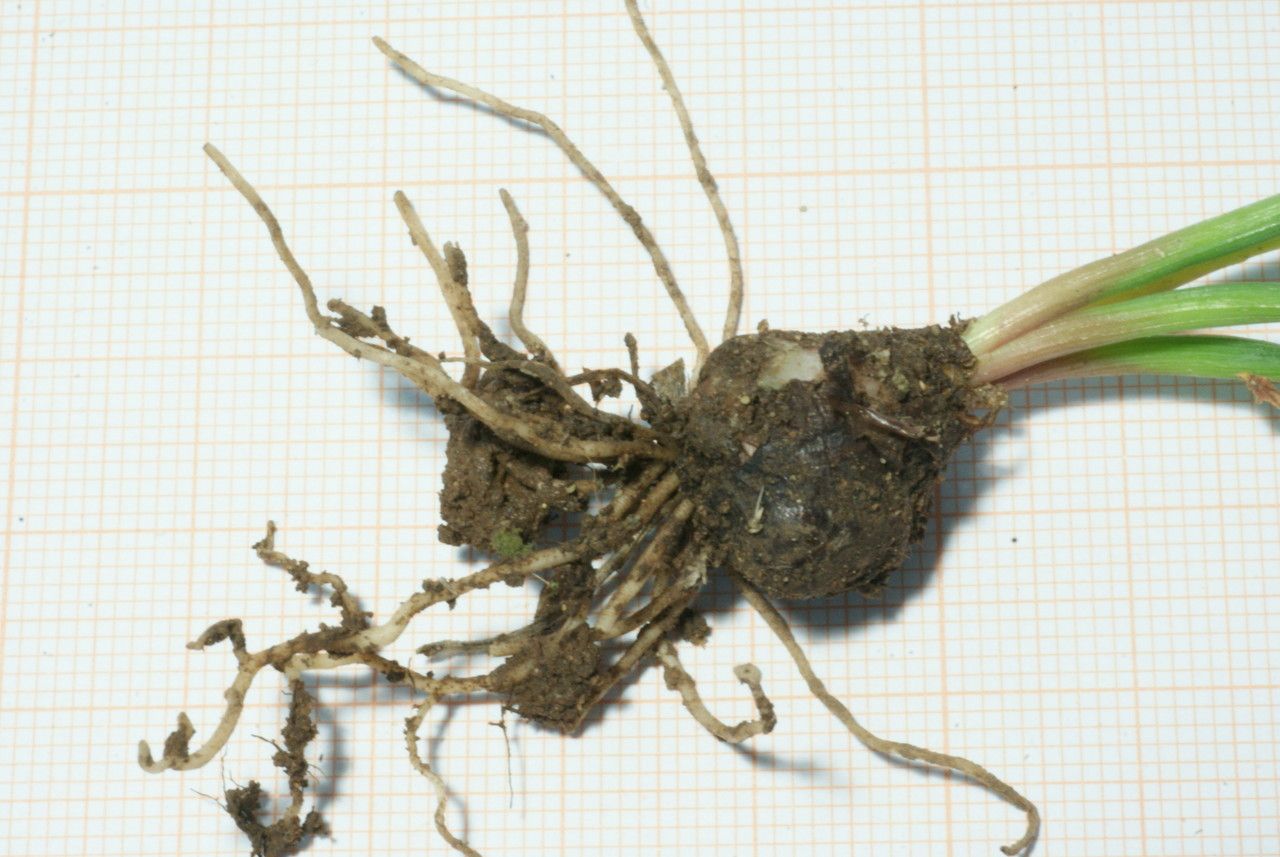 Muscari baeticum habit