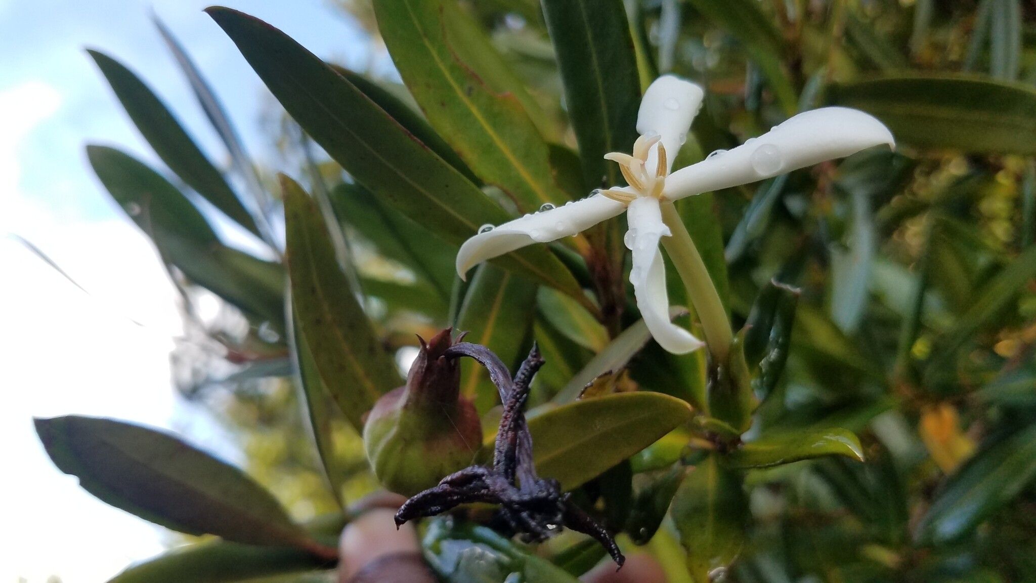 Ixora homolleae — houseplant care guide