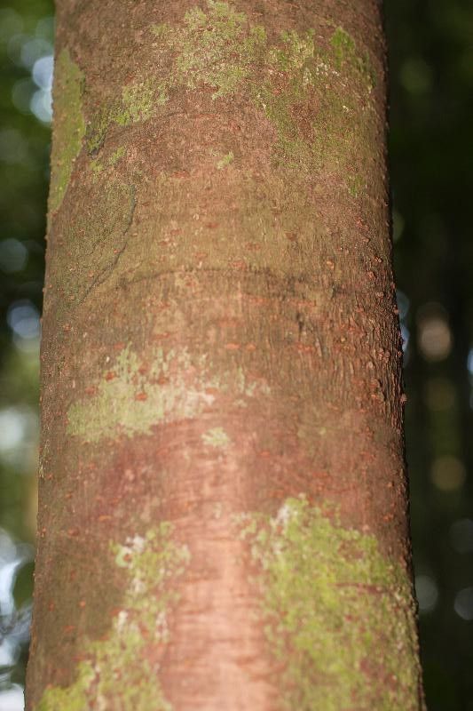 Pourouma mollis bark