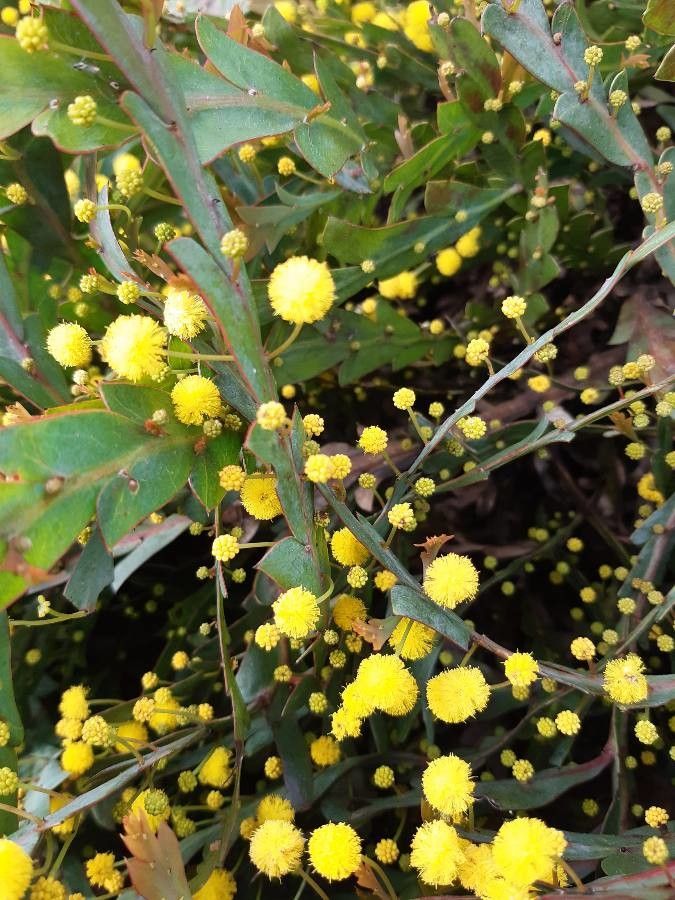 Acacia glaucoptera flower
