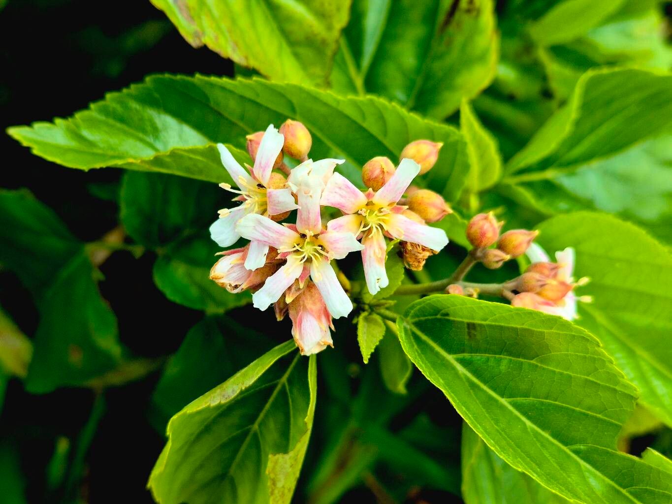 Melochia odorata flower