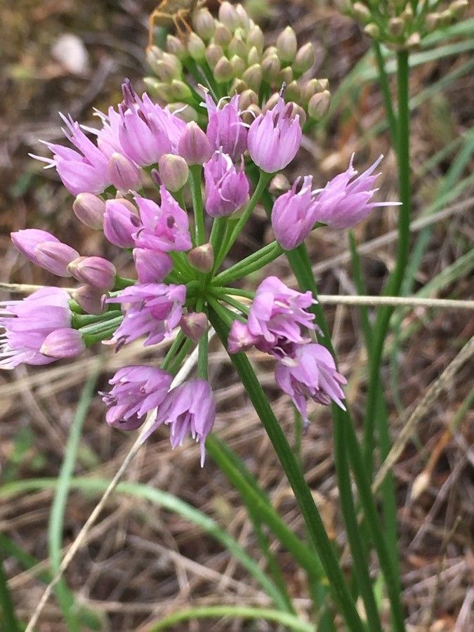 Allium lusitanicum flower