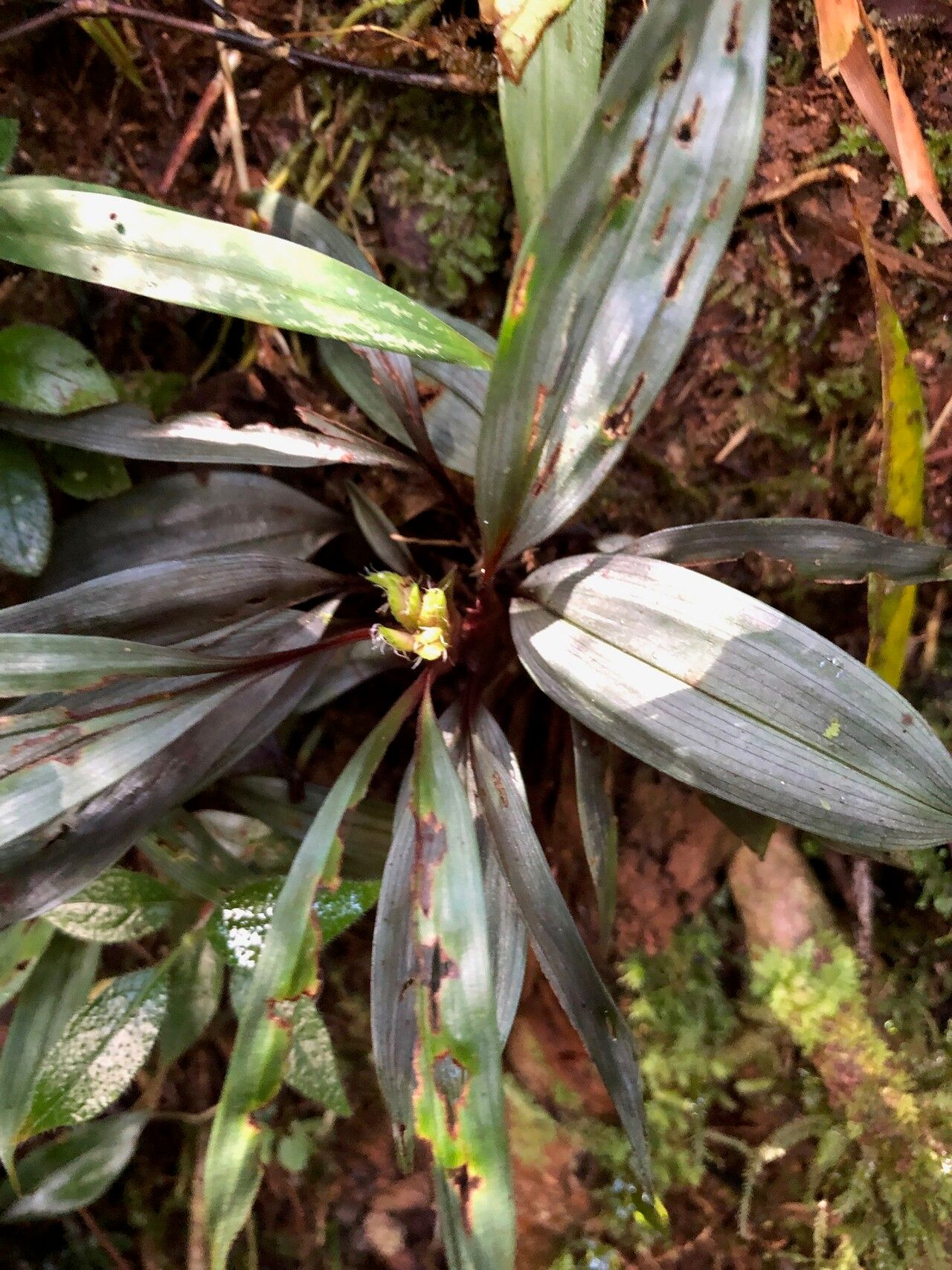 Cyperus chamaecephalus — houseplant care guide