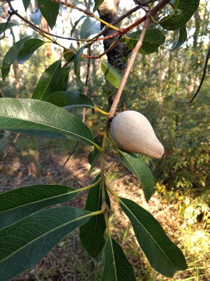 Xylomelum pyriforme fruit