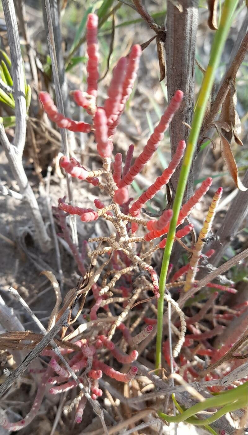 Salicornia neei habit