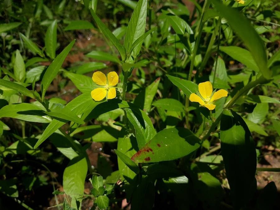 Ludwigia octovalvis flower