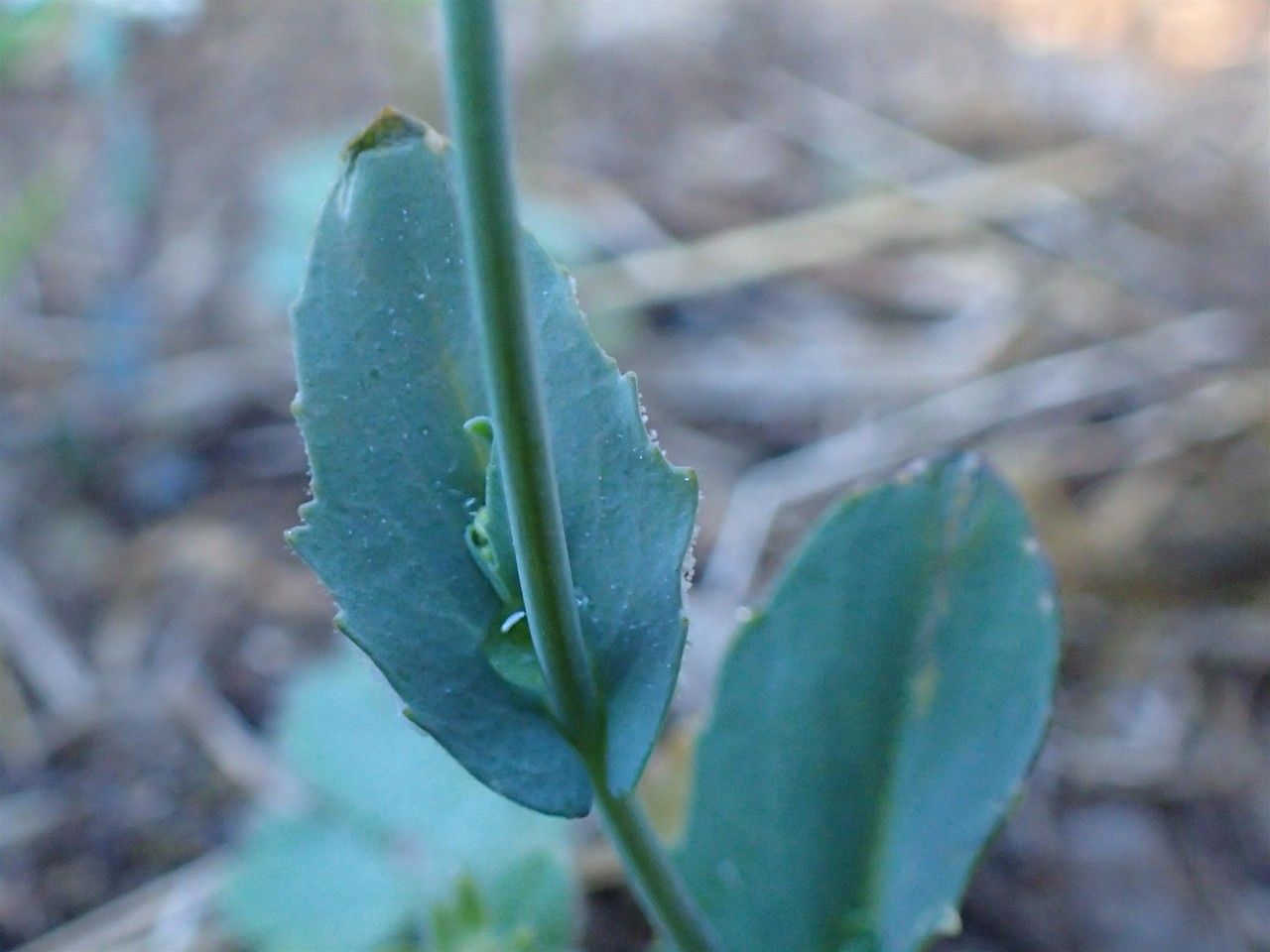 Thlaspi perfoliatum leaf