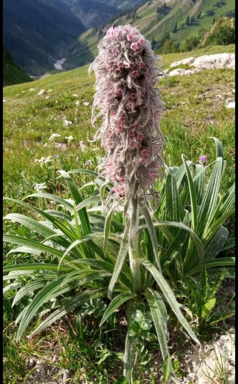 Arnebia benthamii — related species from the same genus