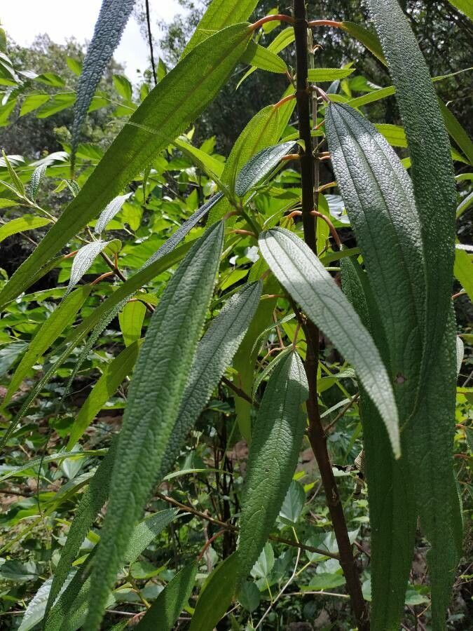 Boehmeria penduliflora — search result for 'Boehmeria'