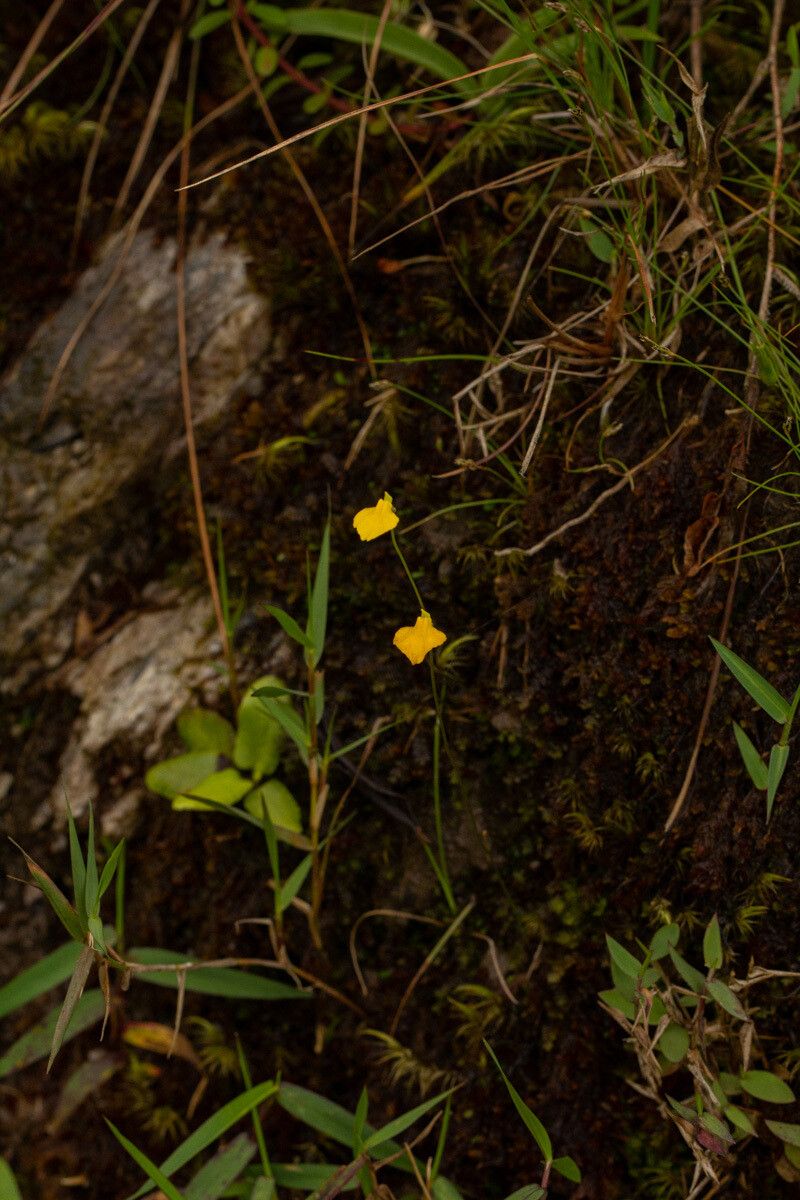 Utricularia troupinii habit