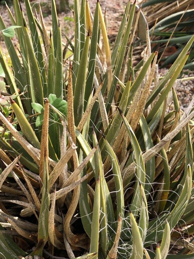 Agave toumeyana — search result for 'Agave'
