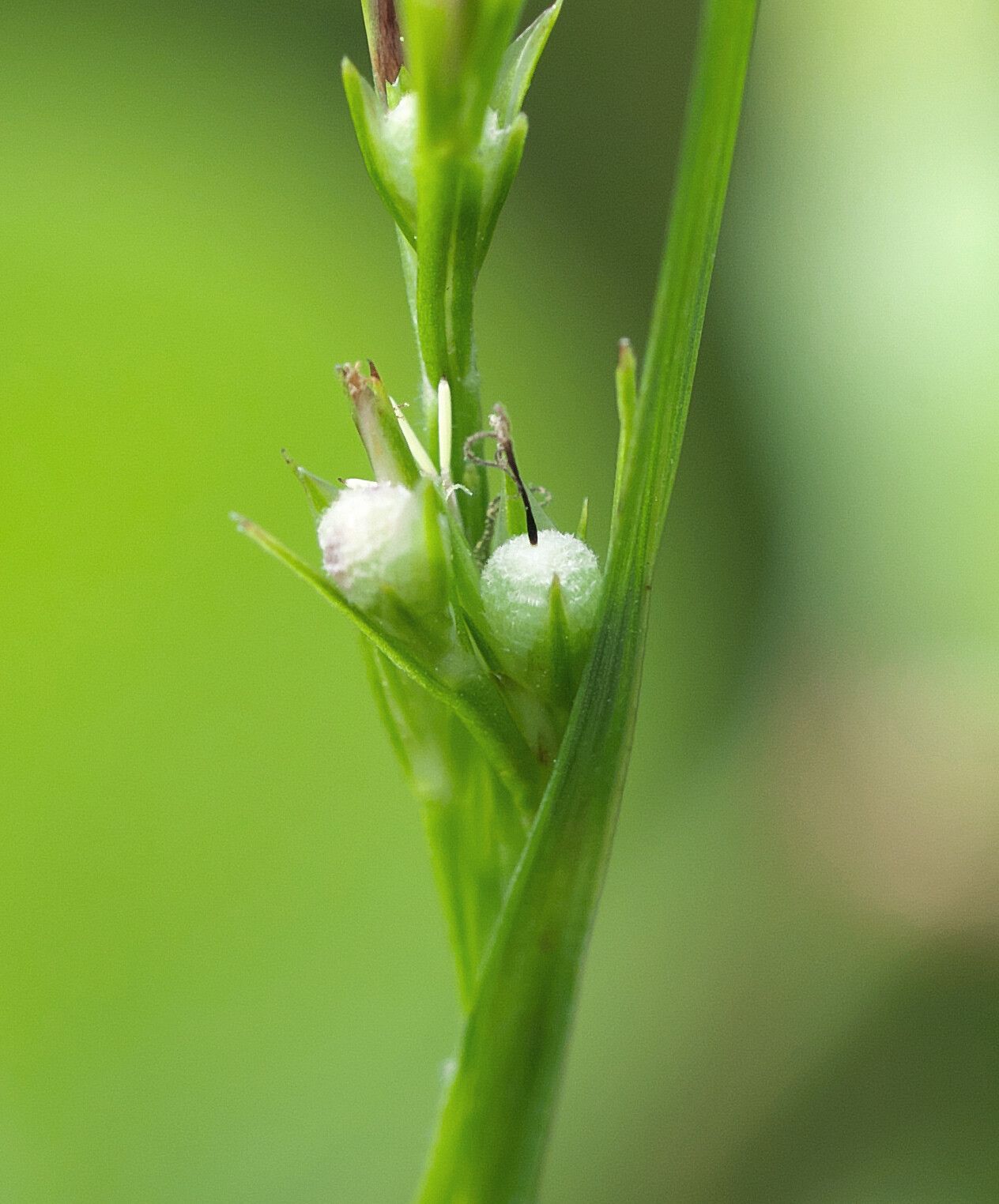 Scleria parvula fruit