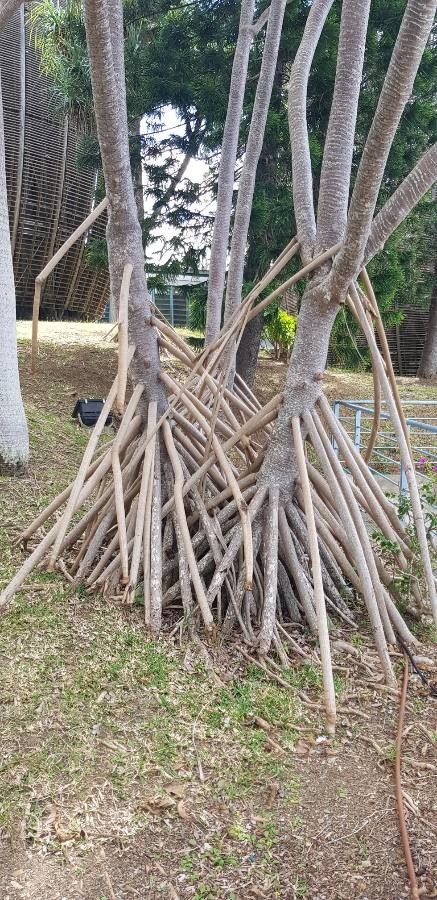 Pandanus tectorius bark