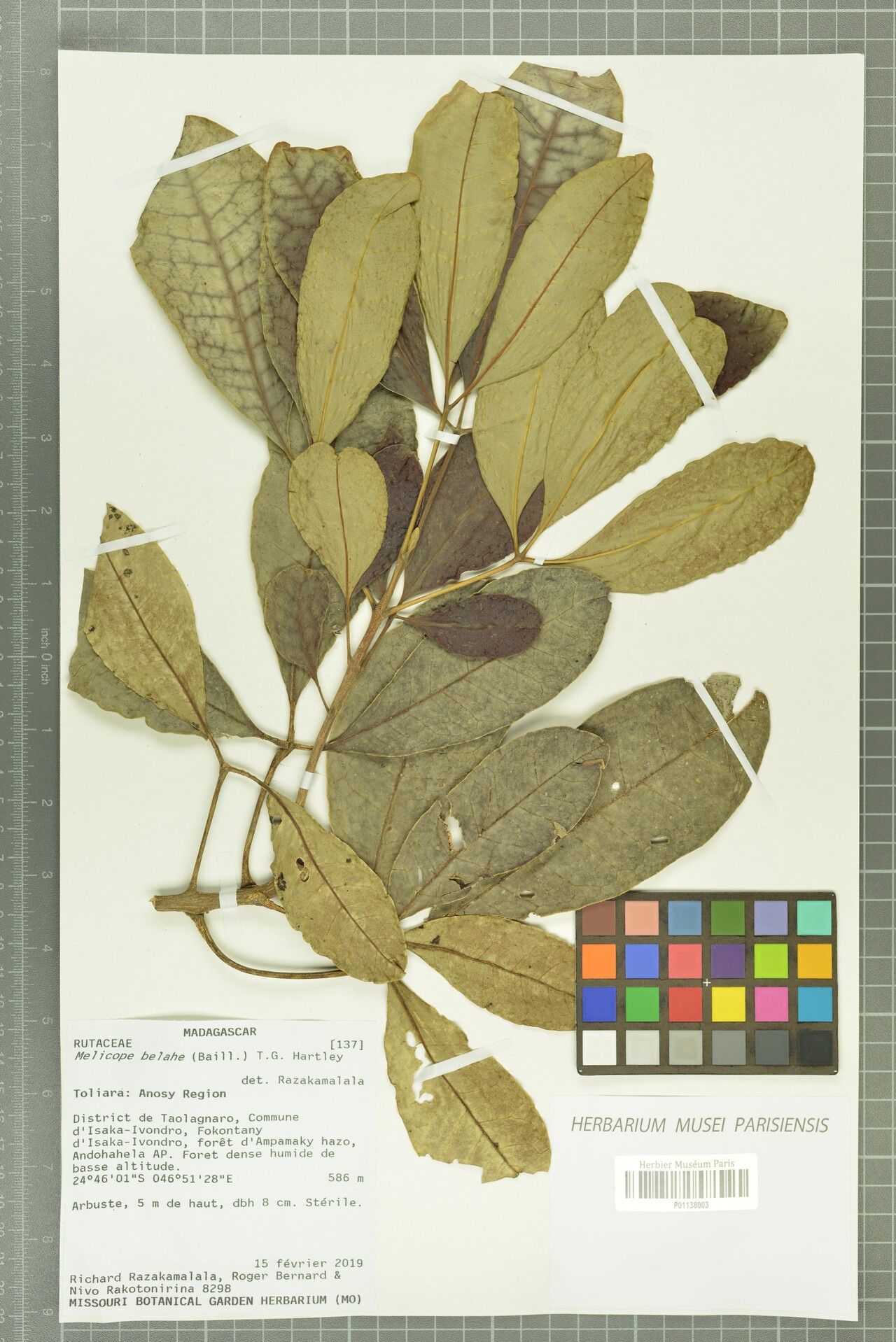 Melicope belahe — related species from the same genus