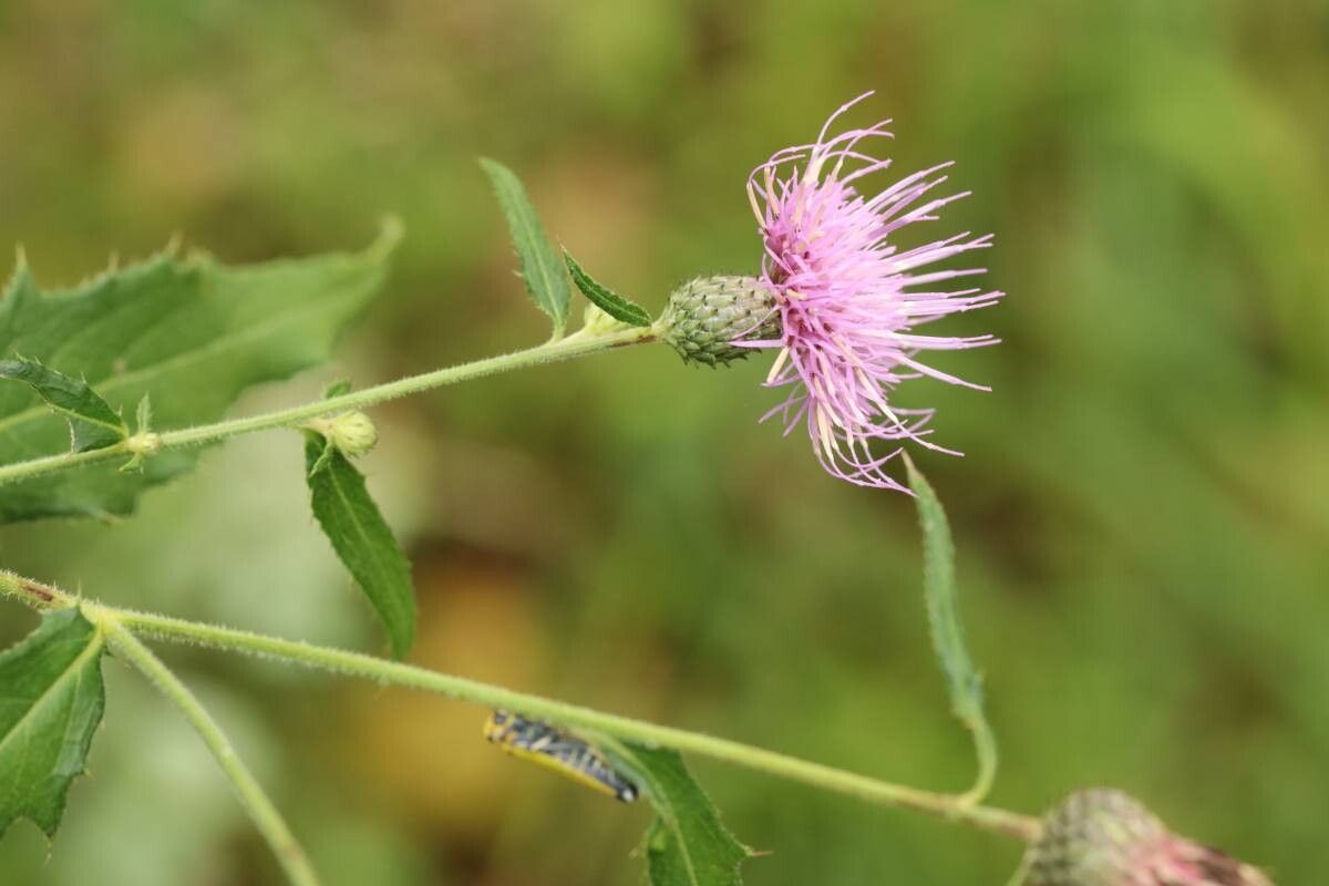 Cirsium aidzuense