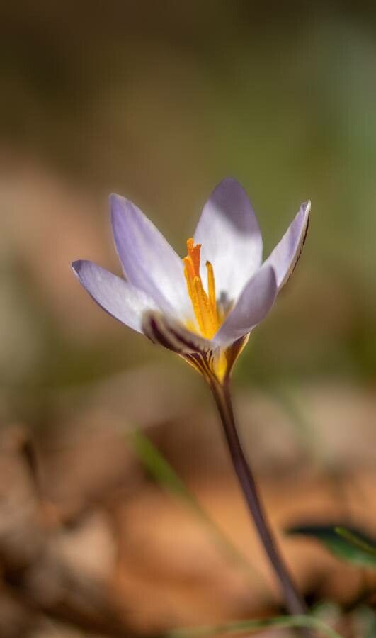 Crocus reticulatus — search result for 'Ukraine'