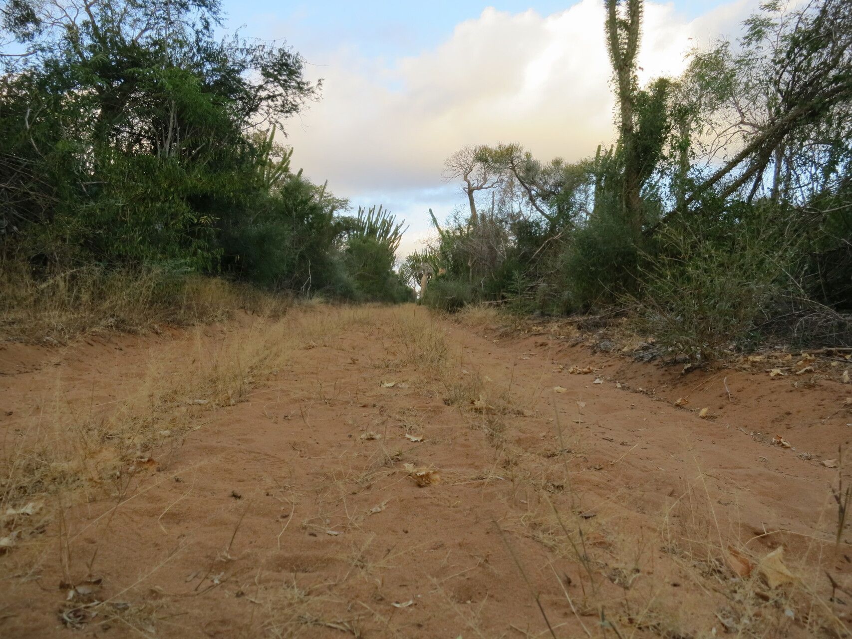 Perotis arenacea — related species from the same genus