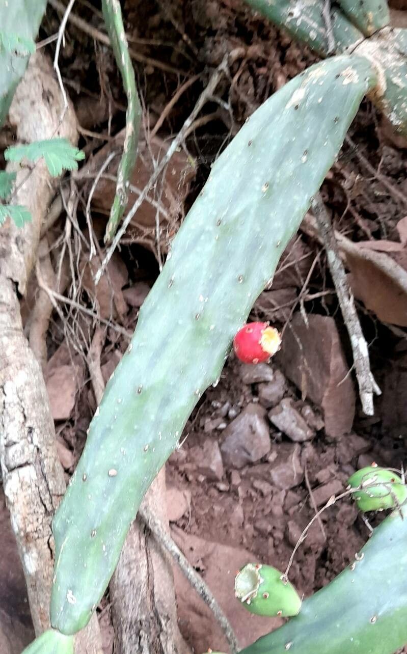 Opuntia anacantha