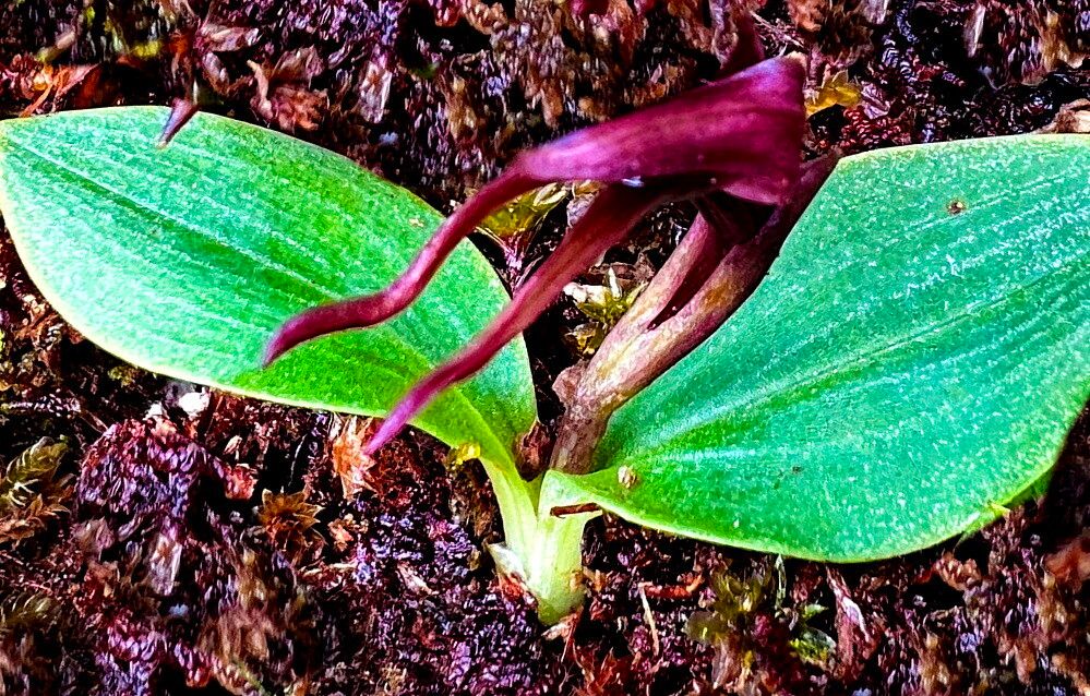 Chiloglottis grammata — related species from the same genus