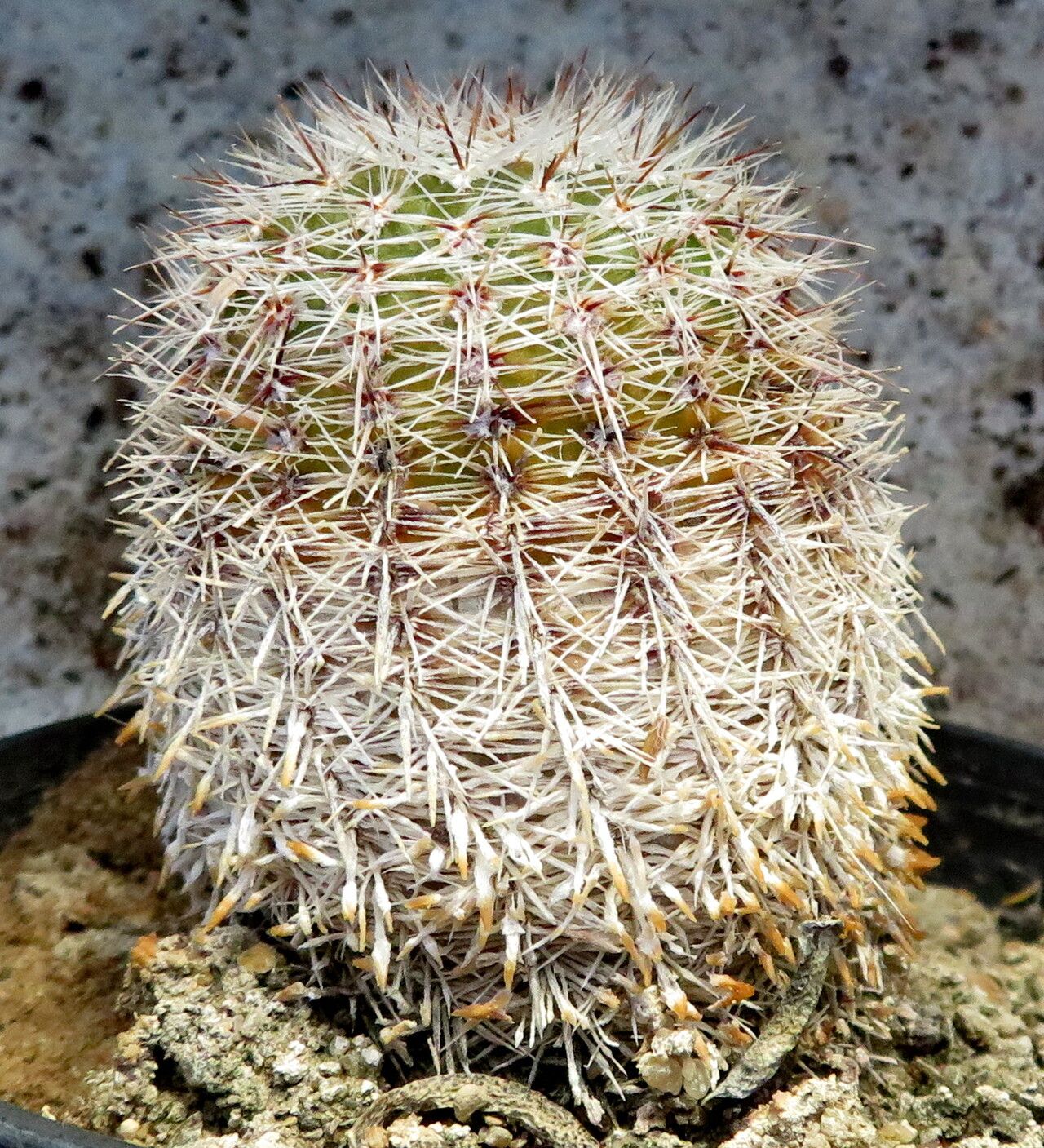 Parodia mueller-melchersii leaf