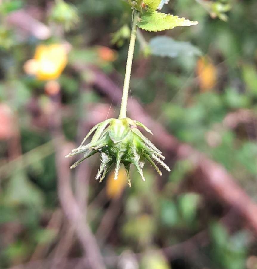 Pavonia sepium fruit