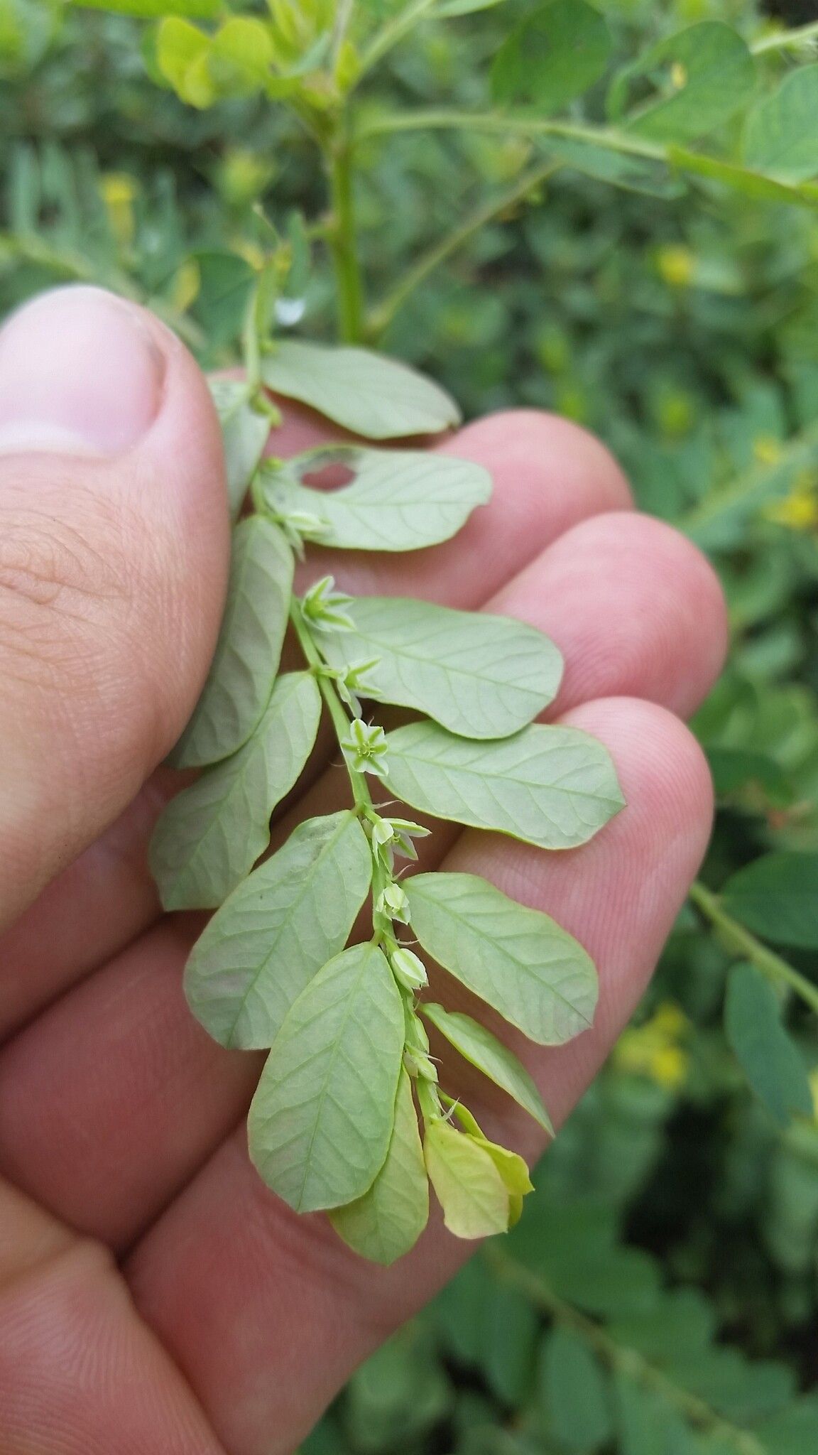 Phyllanthus leucanthus — houseplant care guide