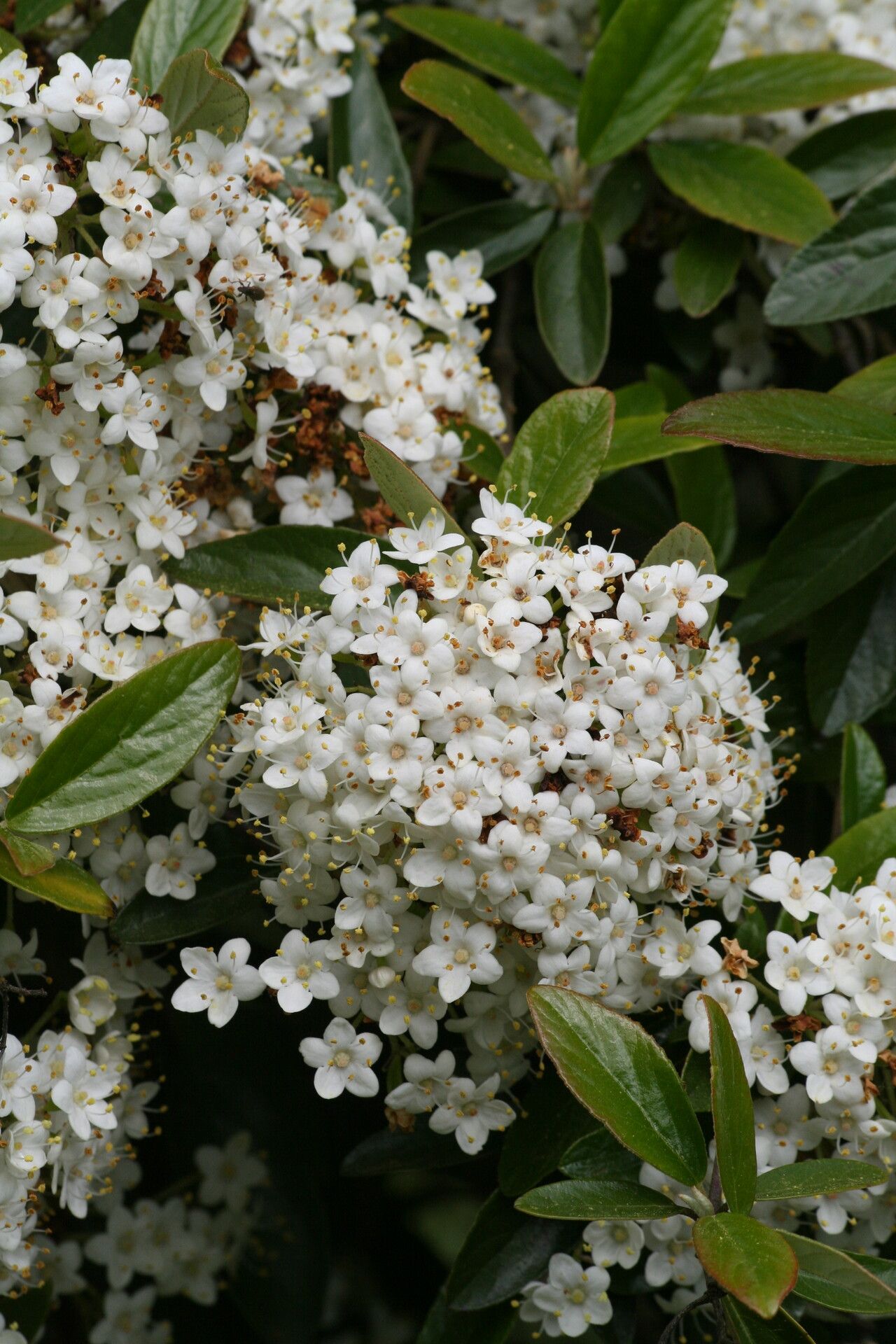 Viburnum utile flower
