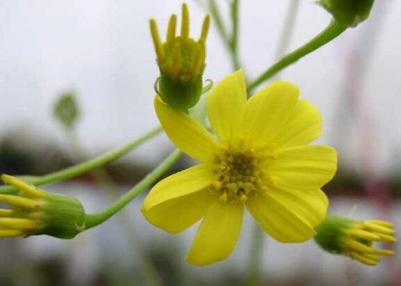 Senecio marnieri flower