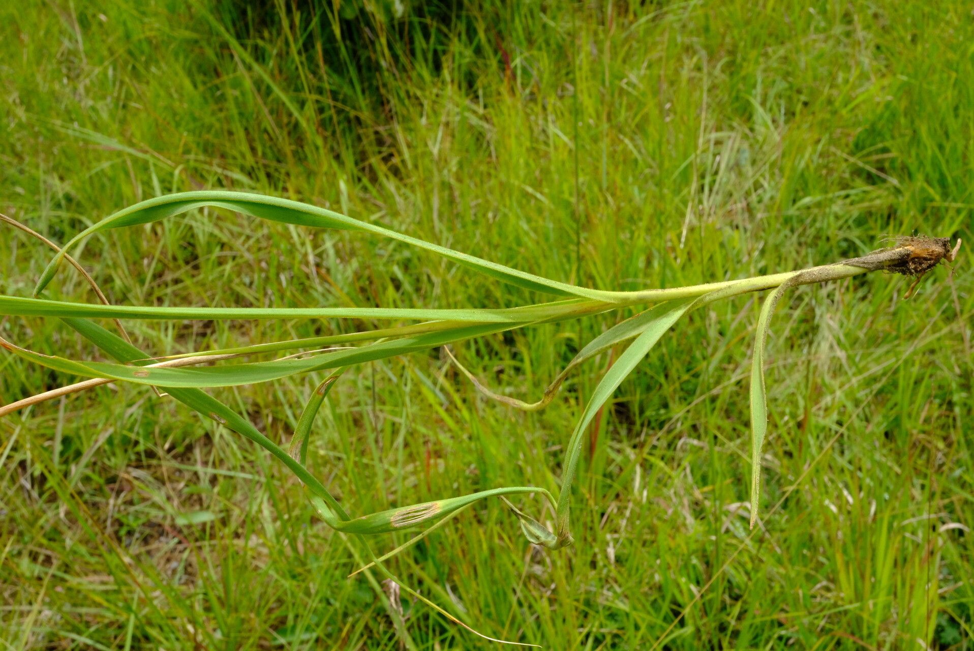 Chlorophytum velutinum — search result for 'Chlorophytum'