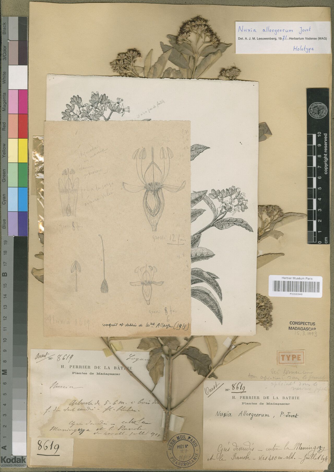 Nuxia allorgeorum — related species from the same genus