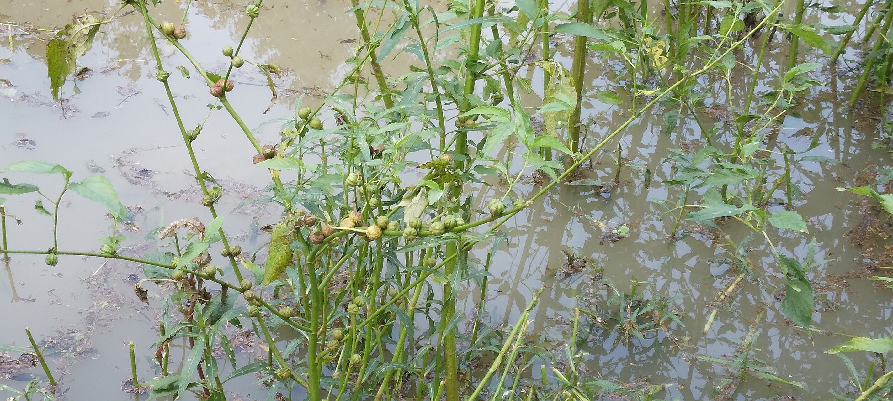 Corchorus capsularis habit