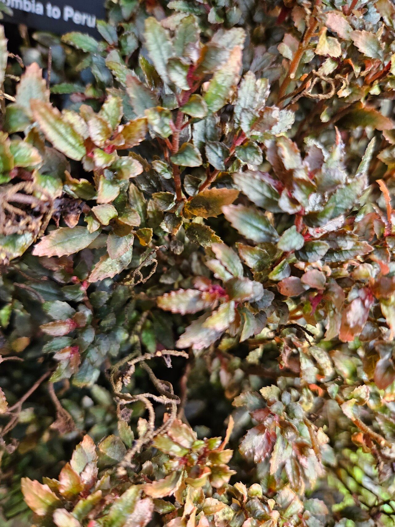 Triolena pileoides leaf