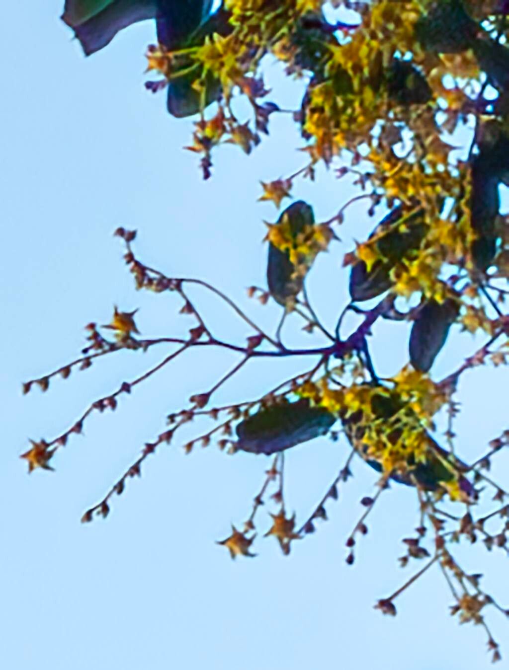 Sterculia villosa flower