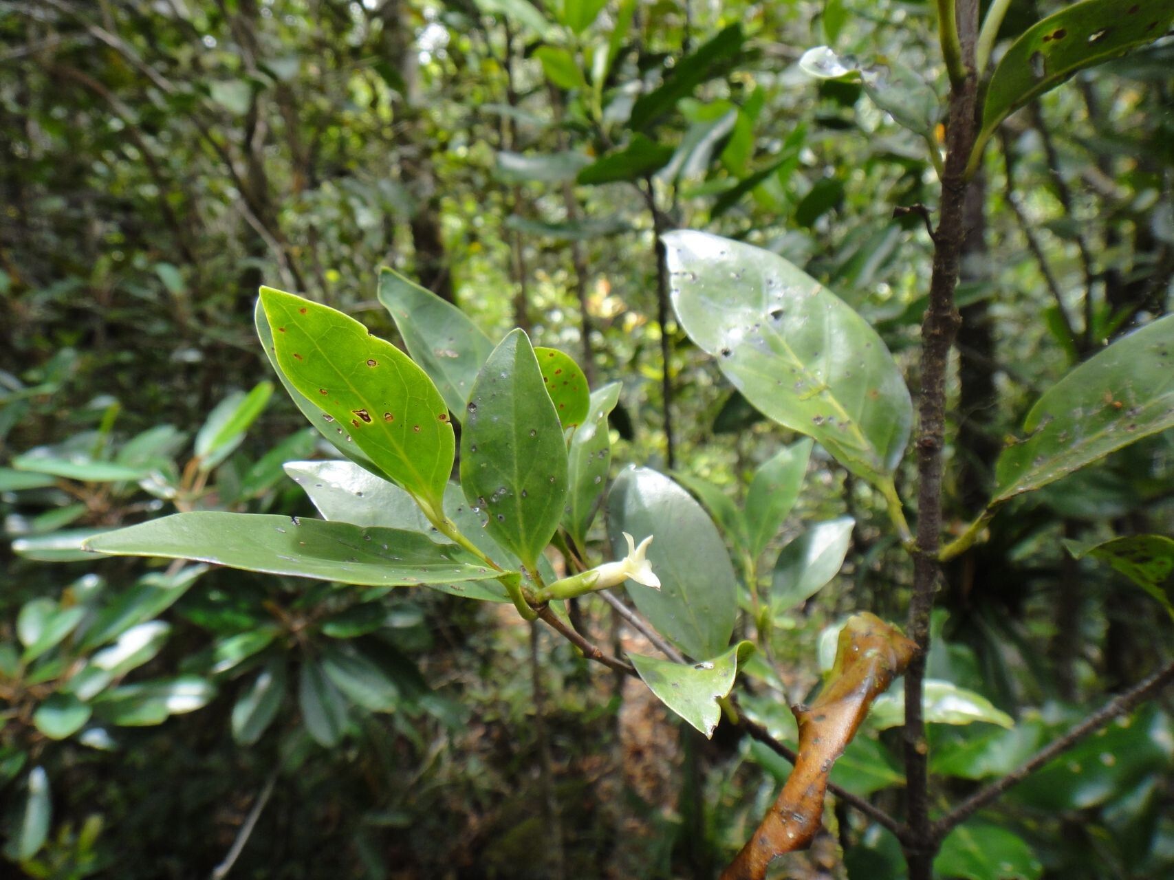 Atractocarpus pseudoterminalis habit