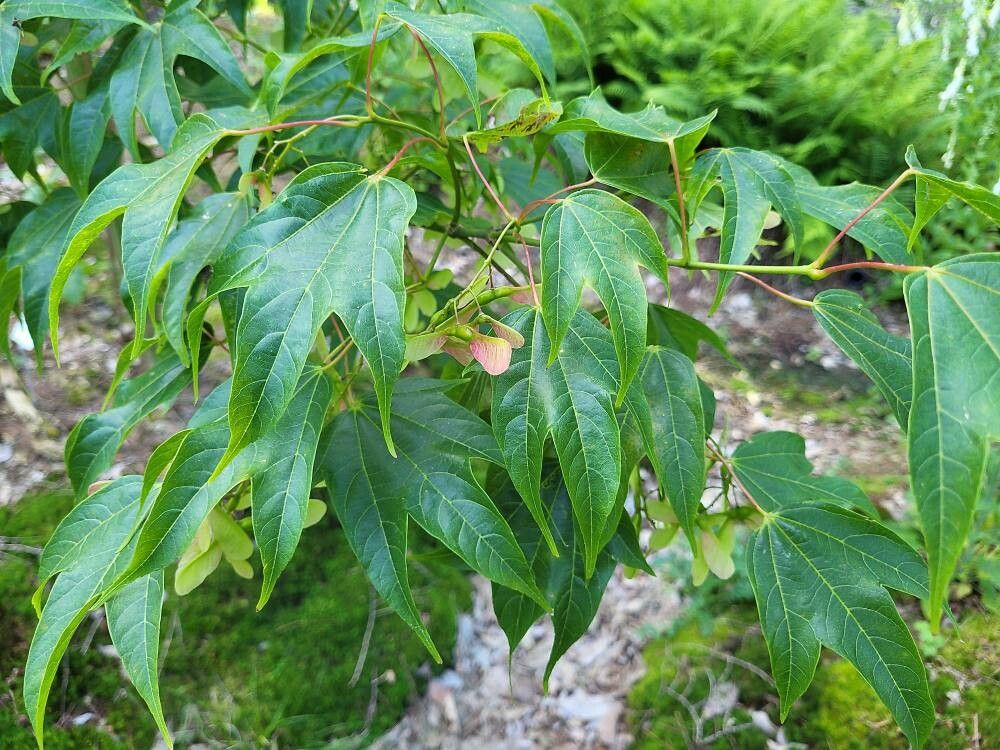 Acer wilsonii — houseplant care guide