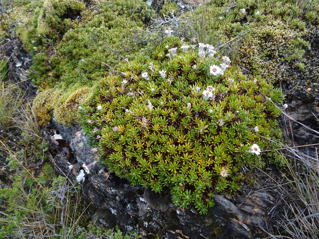 Diplostephium colombianum habit