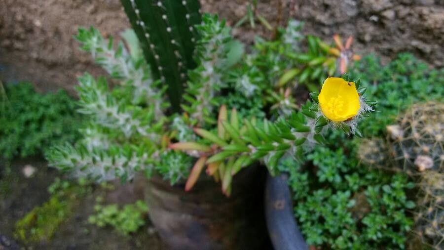 Portulaca hirsutissima leaf